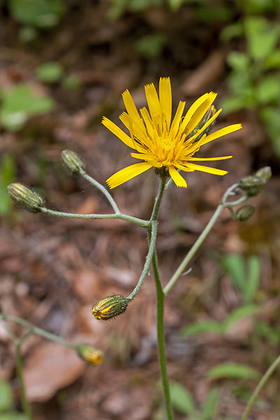 Pippau Crepis spec.