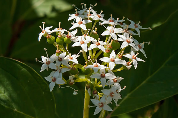 Blte Hartriegel Cornus spec.