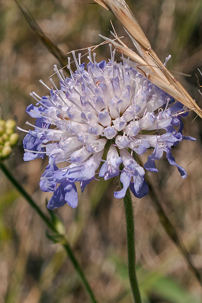Graue Skabiose Scabiosa canescens