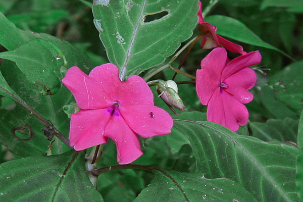 Kinabalu Balsam