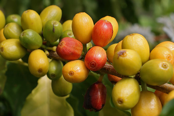 Kaffeefrchte in Arba Minch thiopien