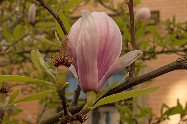 Bluete Tulpenbaum