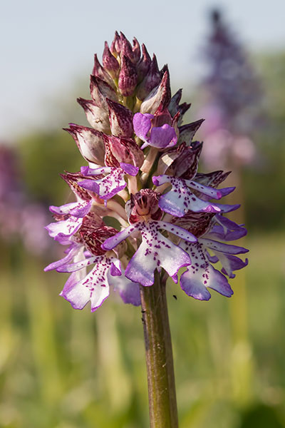 Purpurknabenkraut