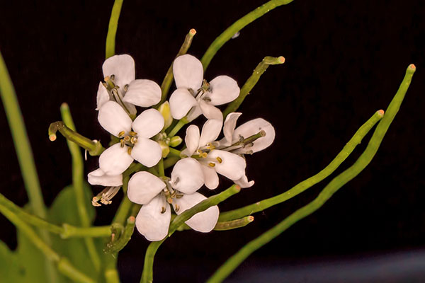 Knoblauchsrauke Alliaria petiolata