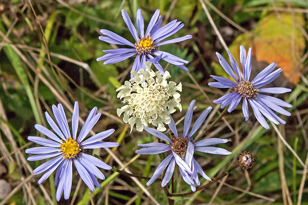 Blte Aster