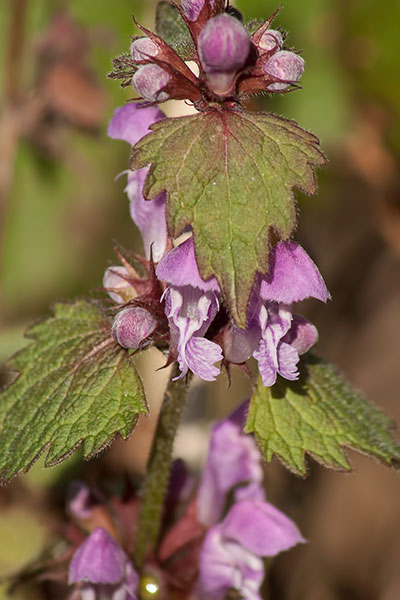 Taubnessel Lamium