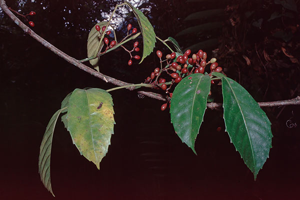 Kastanienwein Tetrastigma-Liane