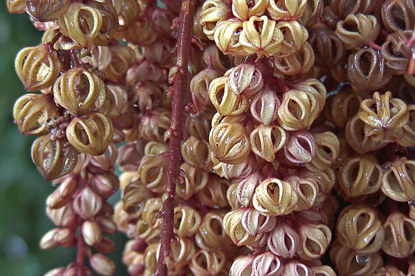 Blte Sterculia