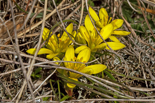 Felsen-Goldstern Gagea bohemica