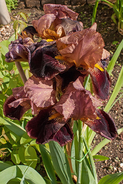 Schwarze Schwertlilie Iris nigricans