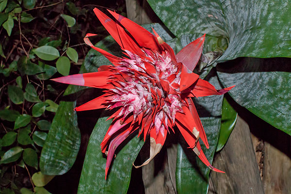 Bromelienblte