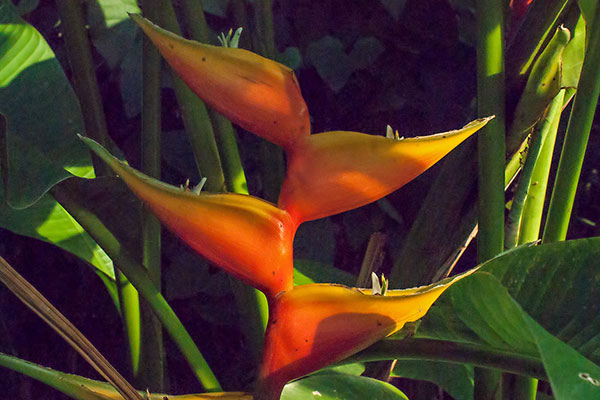 Heliconia spec., Gondwanaland Leipzig