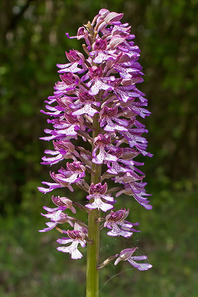 Helmknabenkraut Orchis militaris