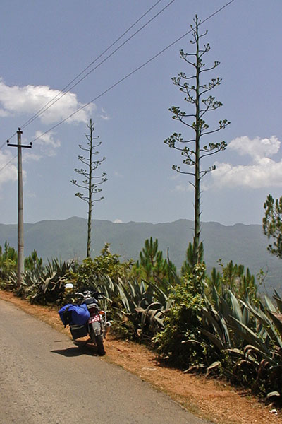 Agavenblte in Nepal