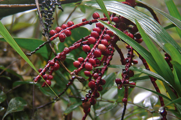 Kinabalu-Betelpalme Mt. Kinabalu Borneo
