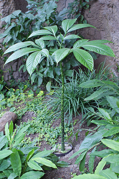 Titanenwurz Amorphophallus titanum