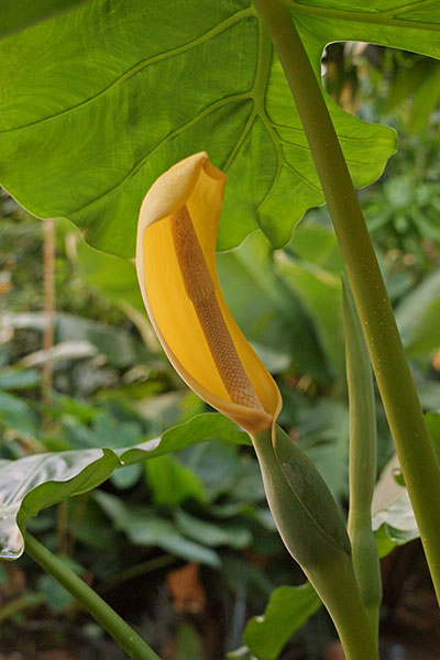 Riesentaro Alocasia macrorrhizos
