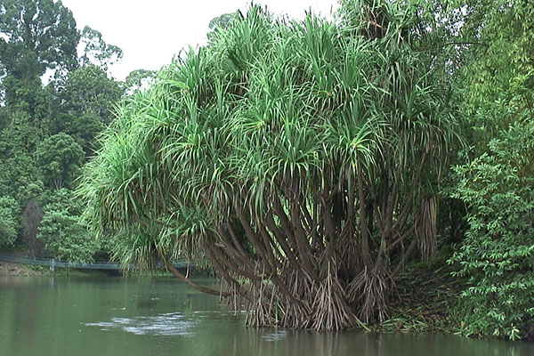 Pandanus in Sepilok Borneo