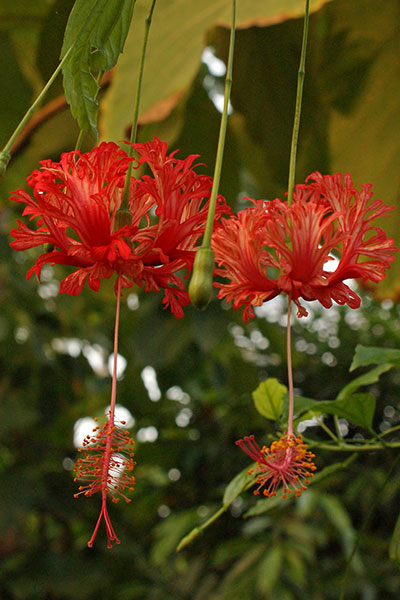 Roseneibisch
