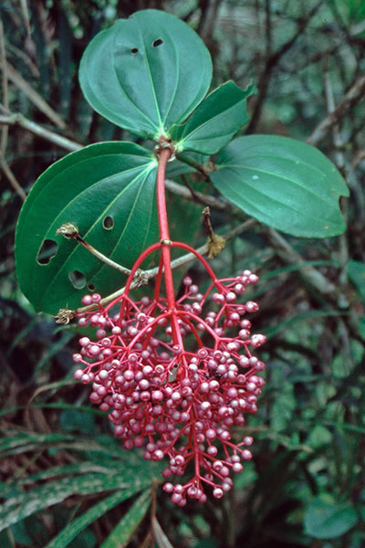 Fruchtstand Medinillia Mt. Kinabalu