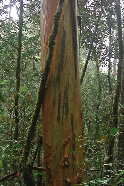 Eucalyptus am Mt. Kinabalu