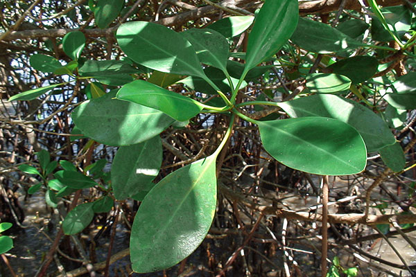 Sonneratia Mangrove