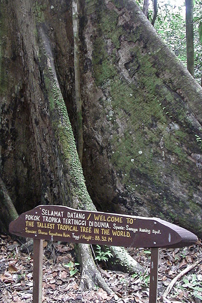 Grter Tropenbaum auf Borneo