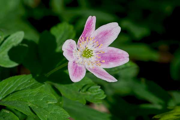 Buschwindrschen Anemone nemorosa