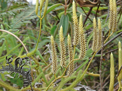 Brlappgewchs am Mount Kinabalu, Borneo
