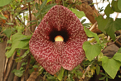 Aristolochia Gondwanaland Leipzig