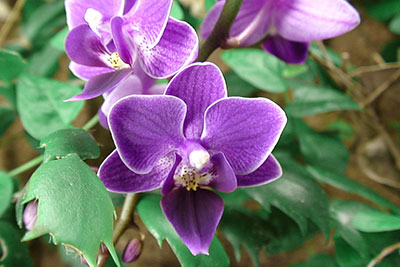 Phalenopsis Orchidee