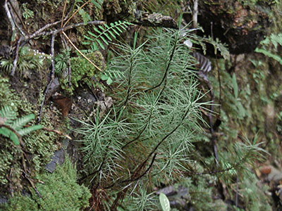 Riesenmoos Dawsonia am Mount Kinabalu, Borneo