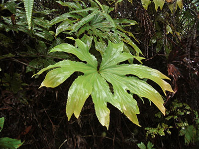 Dipteris Farn