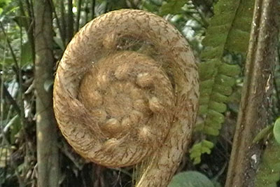 Farntrieb