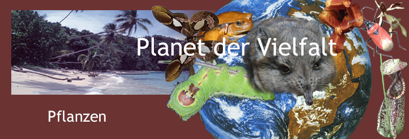 Kollage Organismen