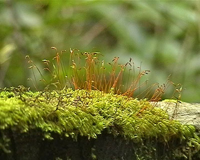 Moos am Mount Kinabalu, Borneo