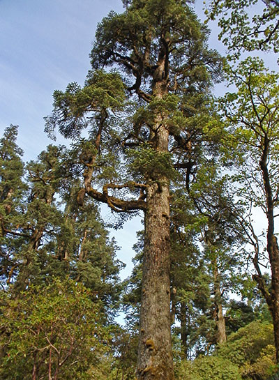 Hemlocktanne im Ganesh-Himal, Nepal