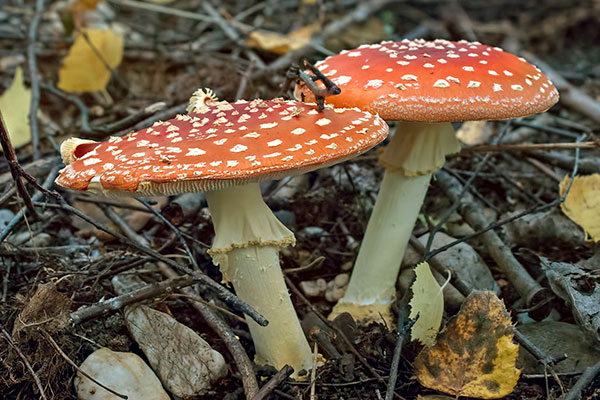Fliegenpilz Amanita muscaria