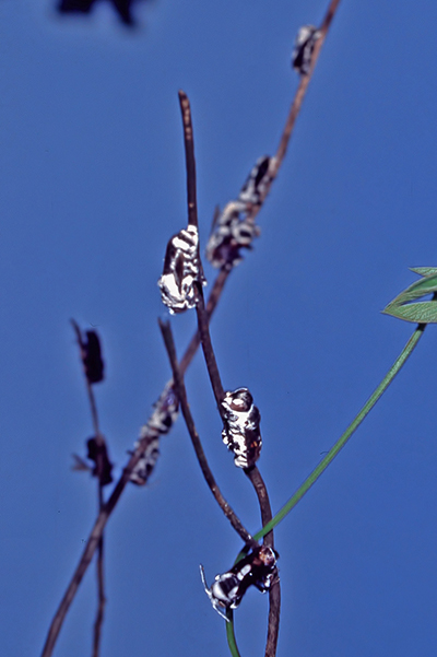 Fliegentter an Wildbiene auf Neuguinea