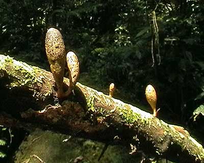 am Mt. Singalang, Sumatra, Indonesien, 2003