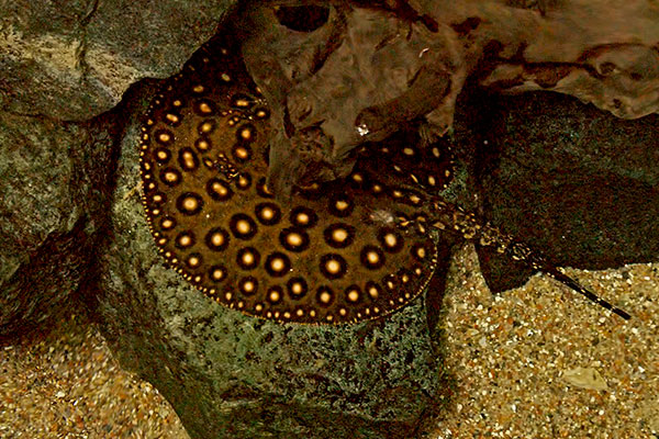 Pfauenaugen-Stechrochen Potamatrygon motoro