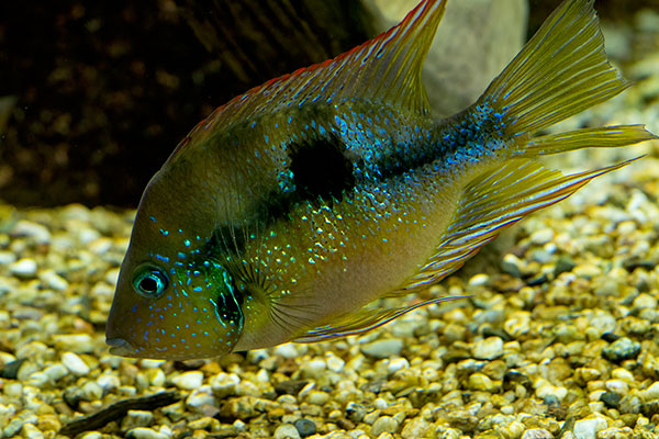 Goldbuntbarsch