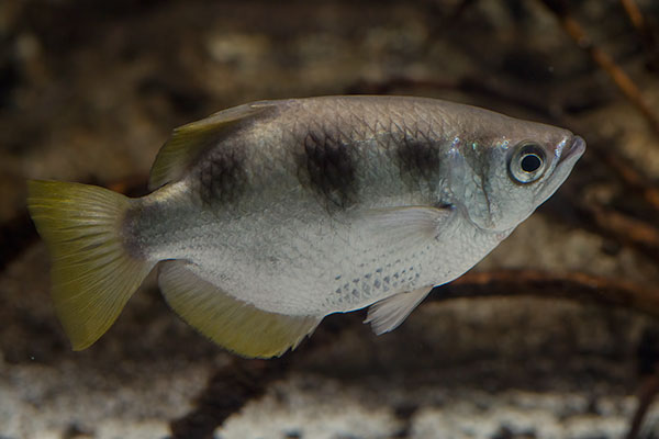 Schtzenfisch