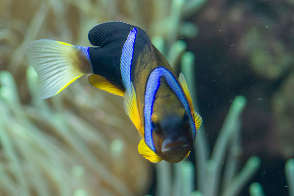 Anemonenfisch