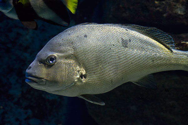 Riesen-Slippe Plectorhinchus obscurus