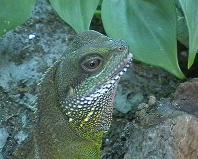 Portrt Wasseragame