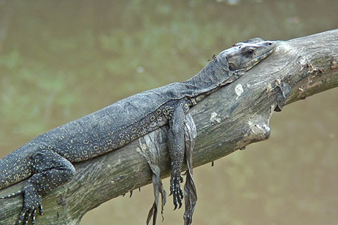 Bindenwaran
