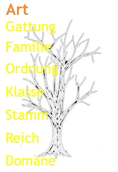 Grafik Stammbaum des Lebens